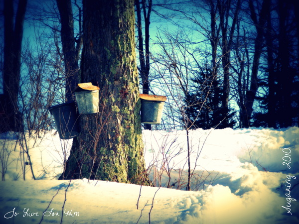 end of {maple} sugaring