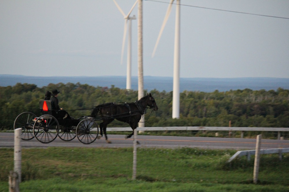 Amish out courting