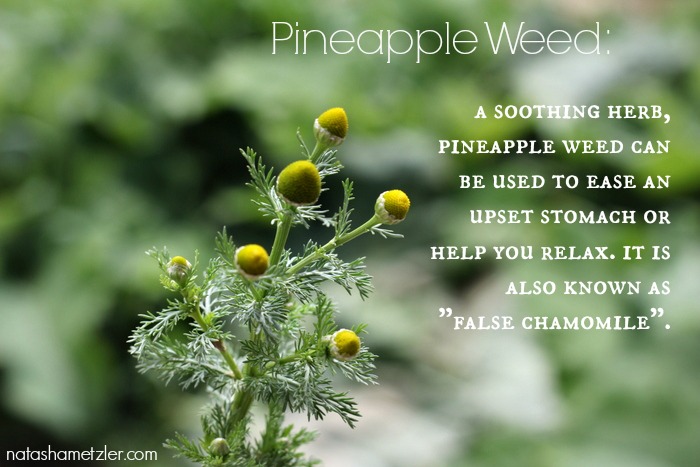 pineapple weed benefits