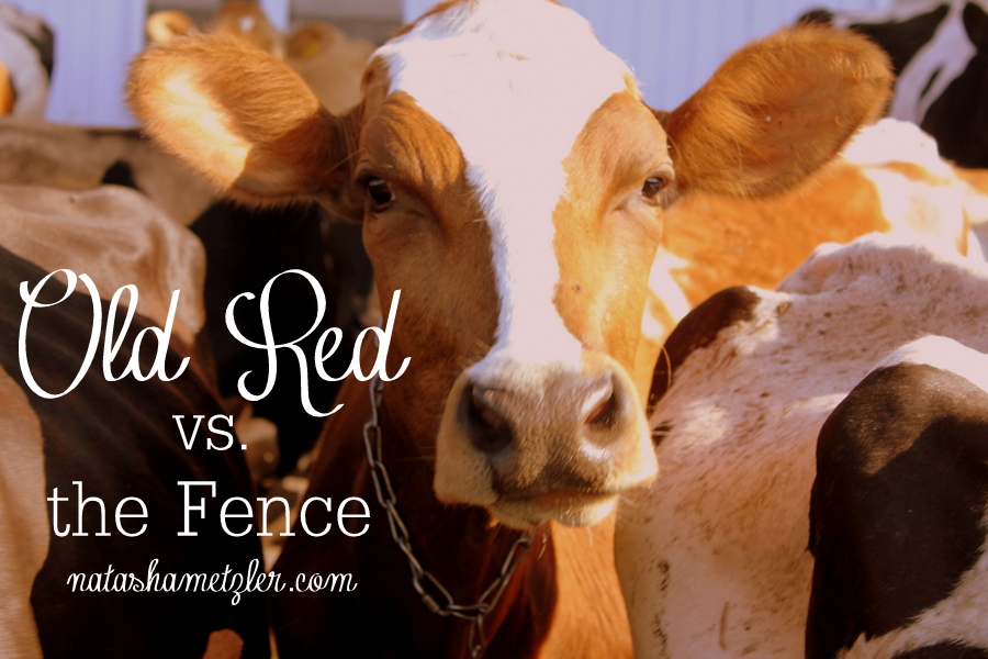 old red vs. the fence #humor #farming