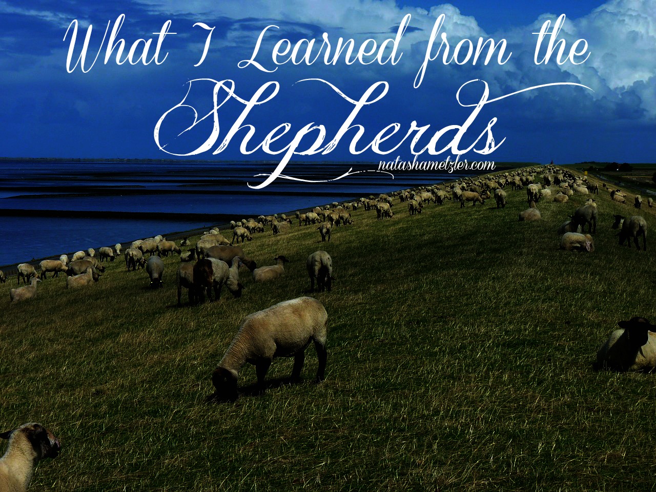 what I learned from the Shepherds